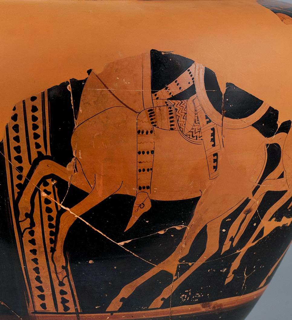 Detail showing an Amazon